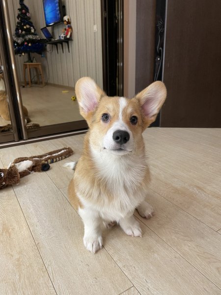 DXFDCGVRHOHFLVJTXTSM