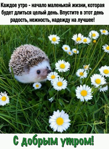 С добрым утром