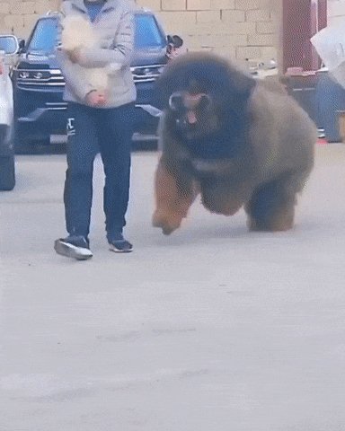 Собачка)