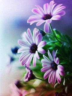 file_53890043