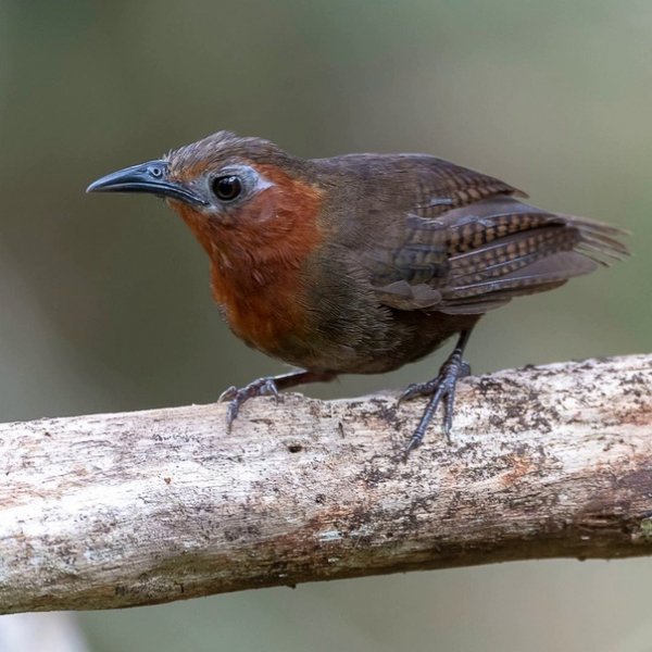 Певчий толстоклювый крапивник