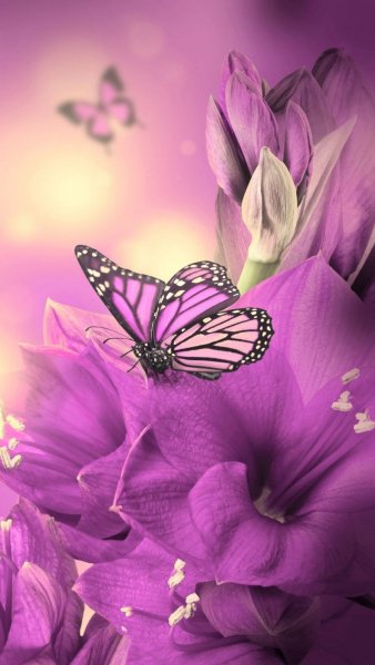 IMG-b7f921fdbf8494d9aab40b5ed672ba69-V