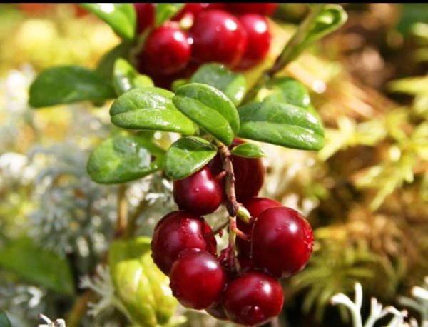 Брусника Костромичка