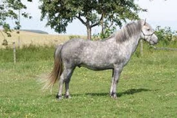 Эрискайский пони (3)