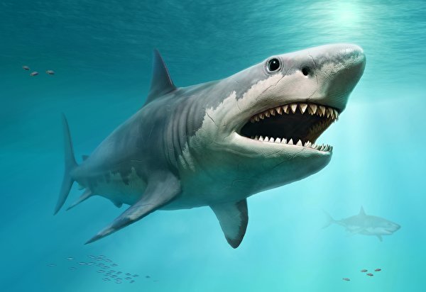 Sharks Teeth 582039 600x412