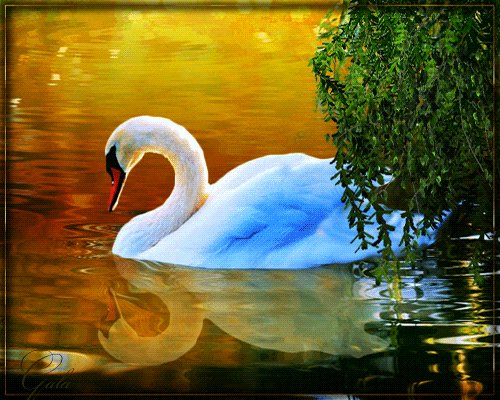 анимированная открытка хорошего вечера