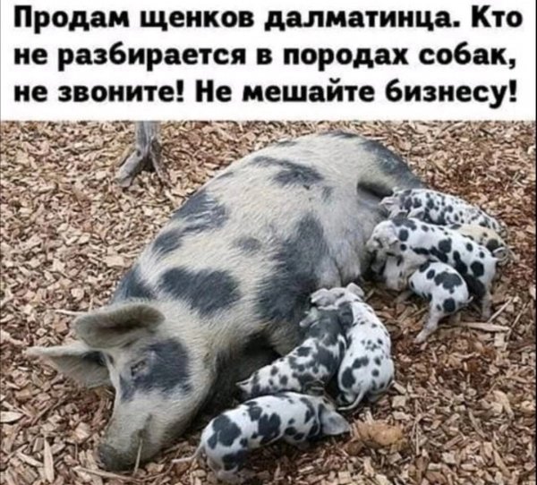 IMG 20240403 003528