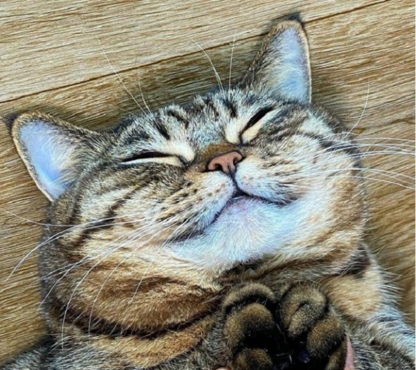 Кот балдеет