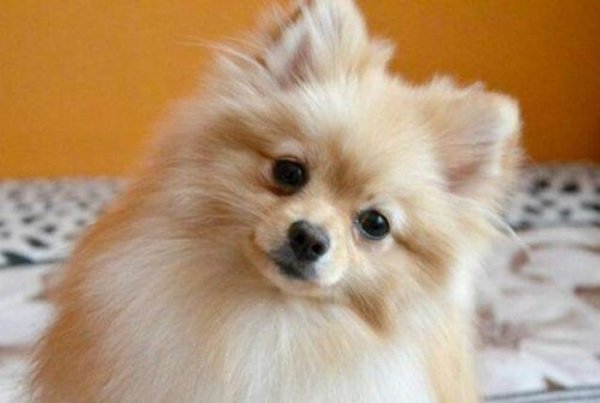 Немецкий шпиц (3)