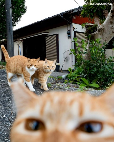 3.PqSEzHGAt5T-w8iWLjLco-qyH5SLTtckI zP0lAkY7ID39MSvlUuLtdWOR