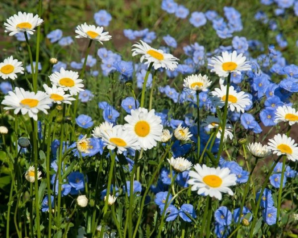 Ромашки полевые