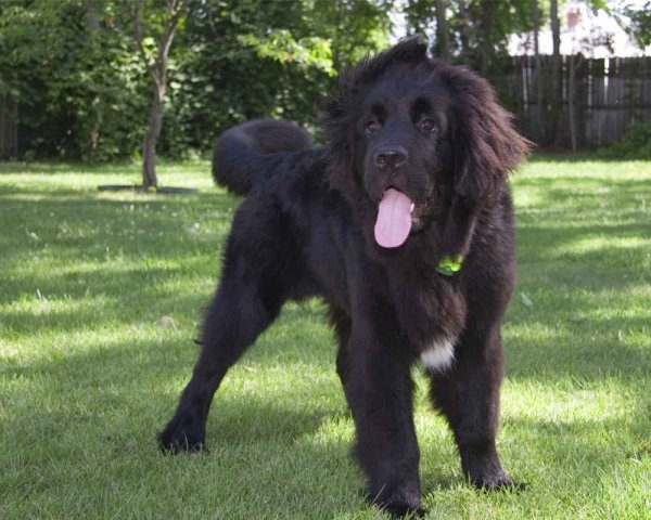 Ньюфаундленд (3)