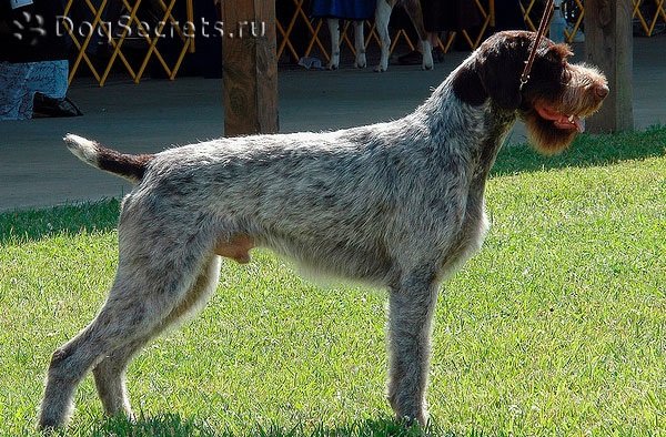 Немецкая жесткошерстная легавая (дратхаар)