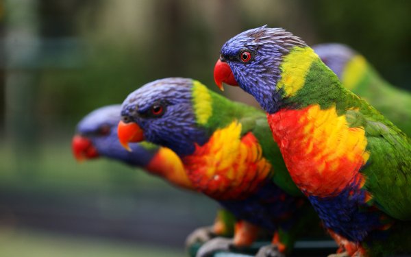 Colorful Birds