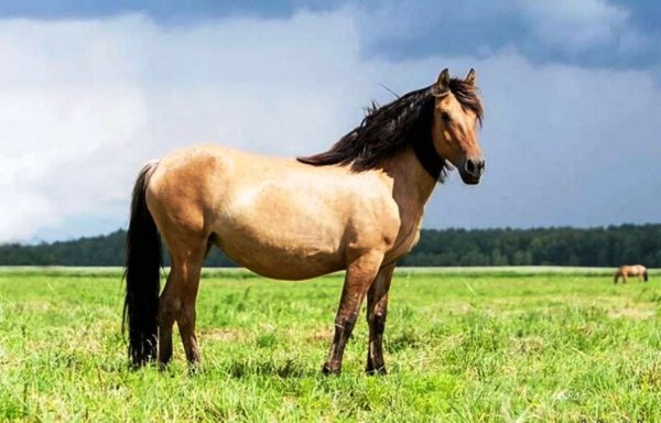 Лошадь Башкирская (саврасая)