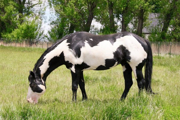 Лошадь Американский пейнтхорс (American Paint Horse)