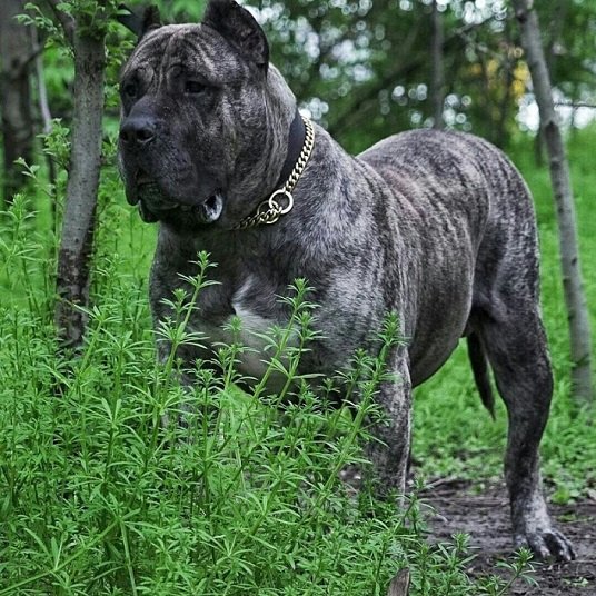 Канарская собака (8)