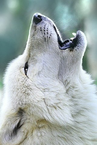 Howl