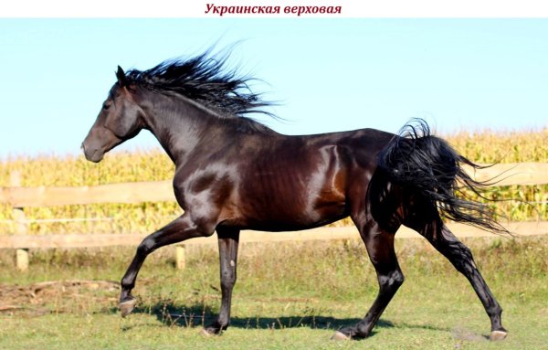 Украинская верховая лошадь