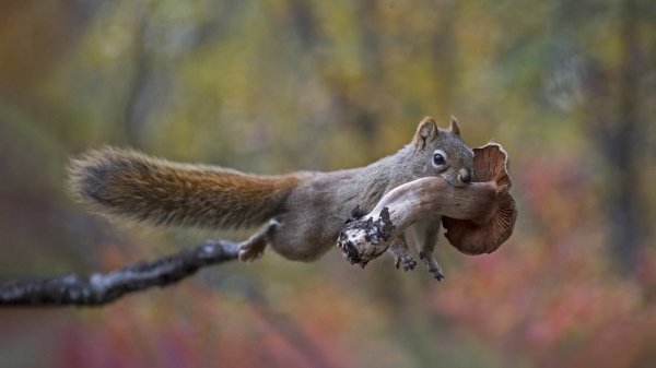 Squirrel Mushroom Белочка с грибом UHD Обои 4к