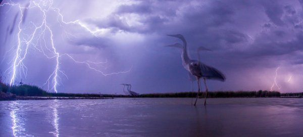 Цапли большие голубые