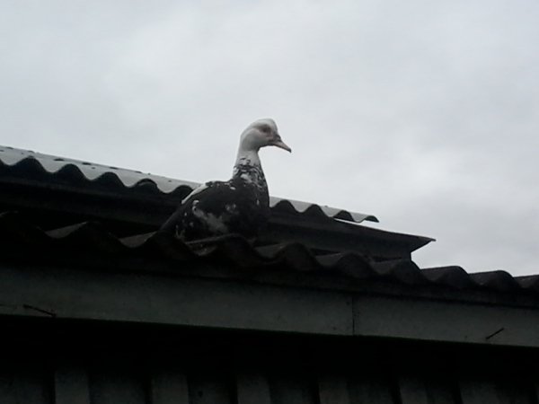 file_57682366
