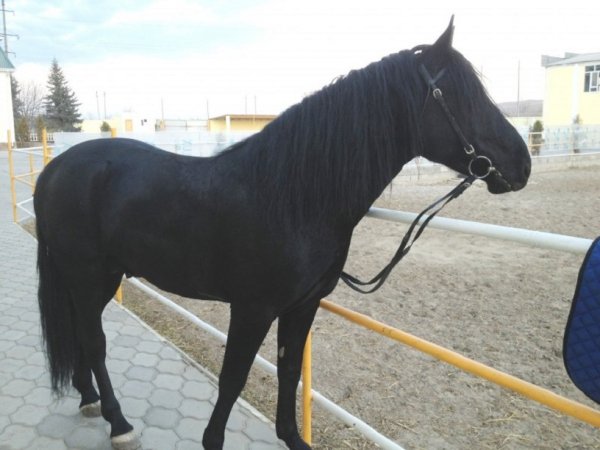 Карачаевская порода лошадей (19)