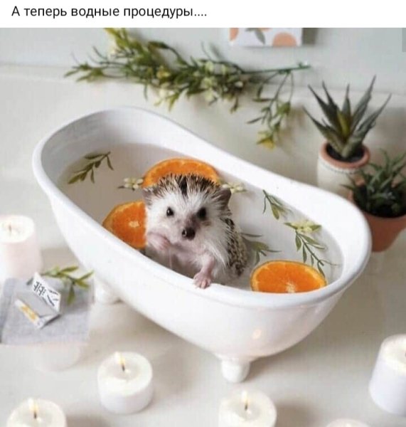 А теперь водные