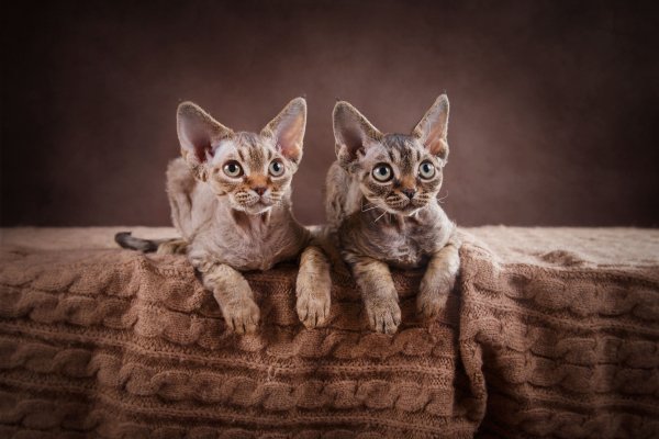 Shutterstock 238093438