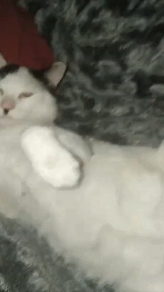 ziga