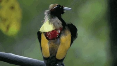 Великолепная райская птица