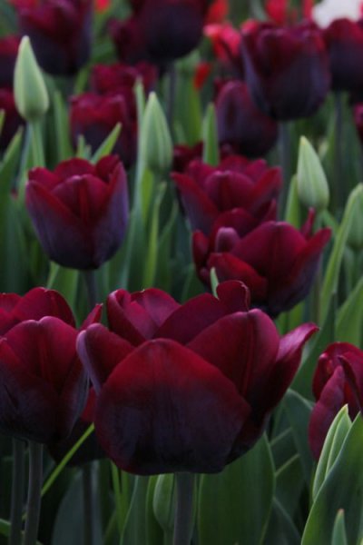 bbd5fc1ae8eae0a538a561295b60