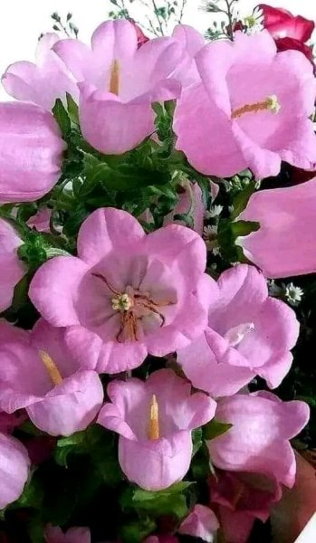 file_96269916