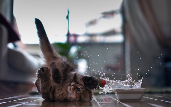 Animals Cats Cat playing with water lyin