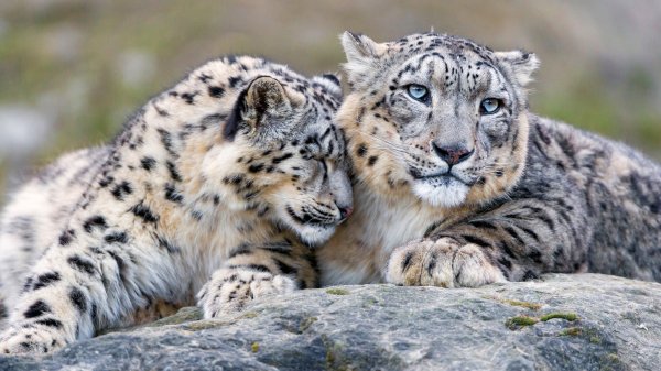 Vzgliad-koshki-kamen-nezhnost-druzhba-laska-snezhnyi-bars-di