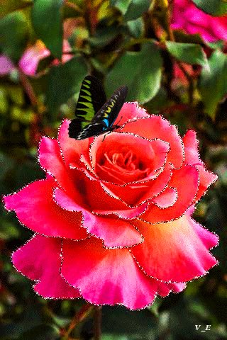 file_68681384
