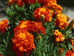 file_86355543