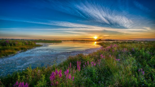 Vodoem-solntse-tsvety-kiprei-ivan-chai-rozovye-bereg