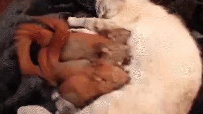 КошкаКормитБельчат