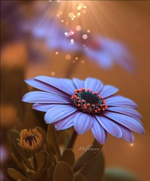 Screenshot 2021-08-03-17-29-33