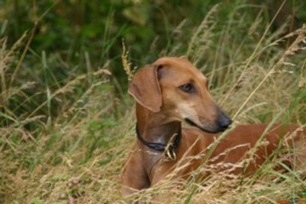 Азавак африканская борзая (2)