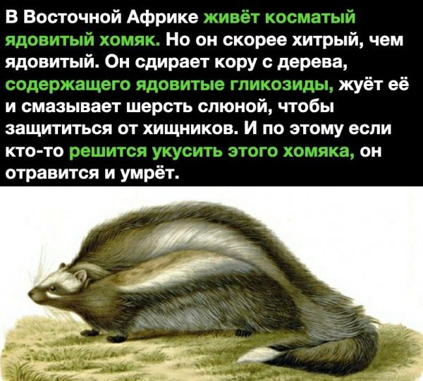 Хитро