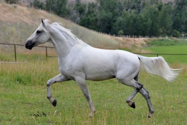 Лошадь Мангаларга маршадор