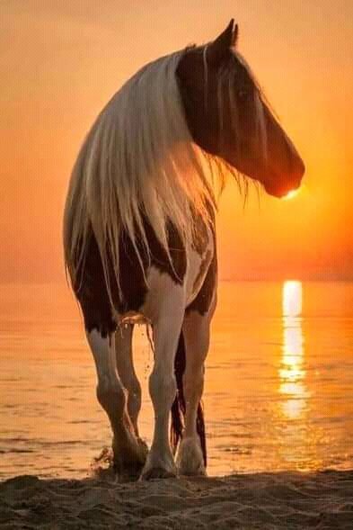 FB IMG 16322268250892476