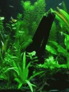 Akvarium(Fanis13)