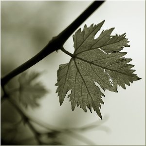 Последний лист