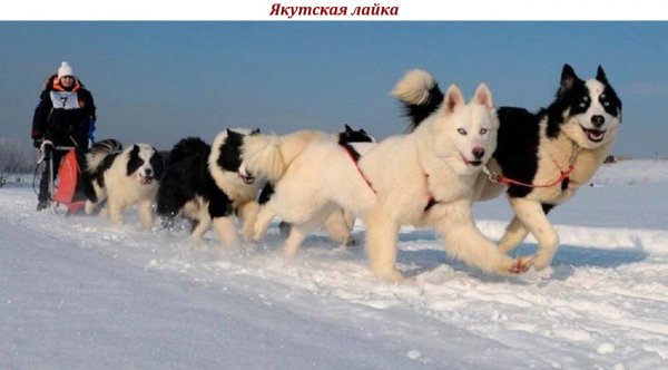 Якутская лайка