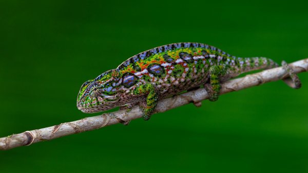 Хамелеон. Обои