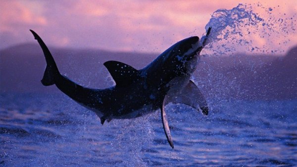 aerobatic-shark--wallpaper-1600x900