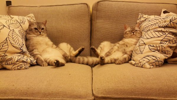 Коты..